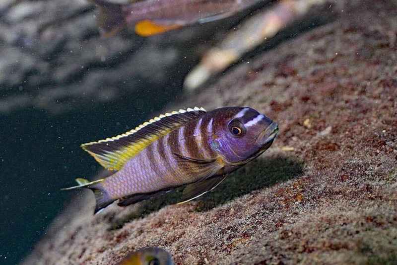 Tropheops kumwera 'Chemwezi Rocks'